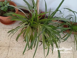  5 زريعة للبيع
