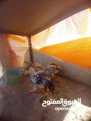  5 ست صيصان ألماني على حجازي من هالبزرة