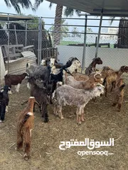  1 غنم للبيع بركاء