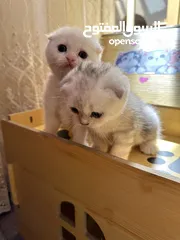  4 Scottish fold