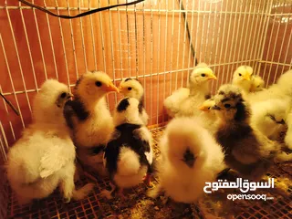  3 صيصان كوشن بلاك موتلد و مصوف امريكي