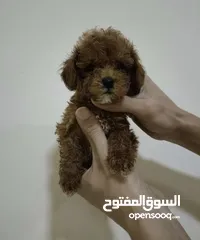  1 TOY POODLE FOR SALE