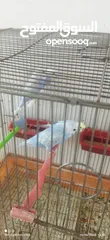  3 للبدل او للبيع ذكر رينبو و 4 مخاليف تركيبات