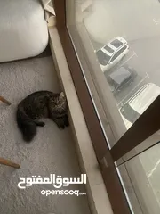  2 قطط شيرازي للتبني