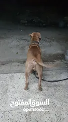  3 بيتبول حارس شخصي