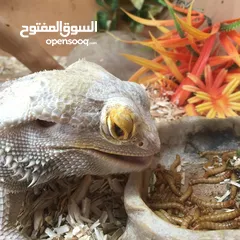  13 دود قبابي /ميل ورم /Mealworm
