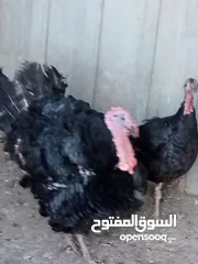  3 جوز حبش ما شاء الله صحه ونضافة