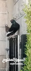  2 حمام للبيع التفاصيل آخر الاعلان