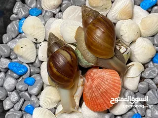  6 حلزون افريقي