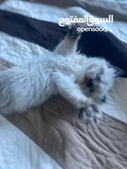  30 ragdoll seal point mitted pure