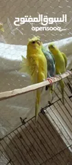  3 جوز عصافير حب