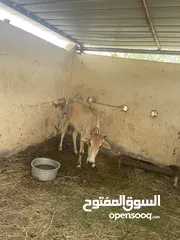  1 مطلوب عجل عمر سنه عماني