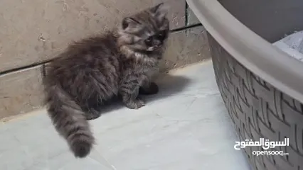  5 قطط مكس هملايا و سكوتش هايلاند