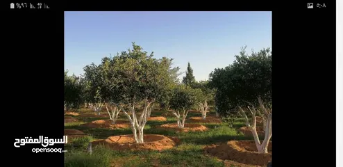  7 مزرعة متكاملة للبيع في وادي الربيع - طرابلس كزيوني