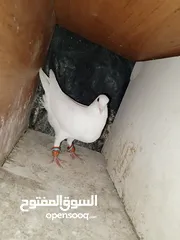  5 حمام للبيع