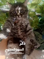  14 همالايا مكس شانشيلا