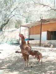  4 فحل بصلاة على النبي