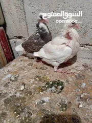  6 زغاليل طازجه مذبوبحه منظفه جاهزه للطبخ الجوز 2.50 من الآخر