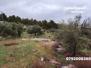  16 ي بلاش قطع مرتفعة مشجره جاهزه ومخدومه مجاوره للاحراش والغابات منطقة ام بطيمه قرب ترخيص جرش واتستراد