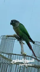  2 جرين شيك كنيور green cheek conure