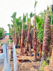  14 Palm Trees &  Washingtonian palm