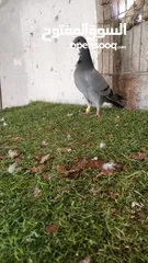  8 فراخ شغل كرش بولنديات برابسه