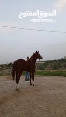  1 مهره بنت إبن غيلان قطعه فل