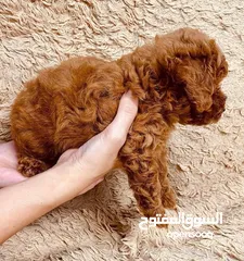  3 Toy poodle puppies