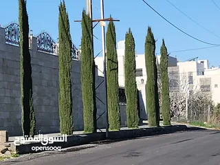  11 ارض مميزة 700 متر في ابو نعير ذات اطلاه عاليه على مسجد الحدائق وابراج السادس تبعد عن دوار الشعب 10د