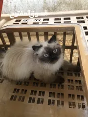  3 بسه للبيع ب 60 ليره