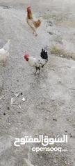  2 ديوك لوهمن عدد 2 ديك فيومي عدد واحد العمر 9 اشهر