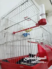  4 كنار جنوبي و 3 بناديق فراخ