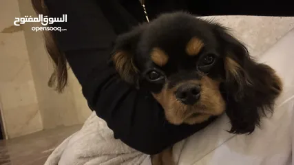  2 Caviar King Charles spaniel three months old with passport and fully vaccinated with pet accessories