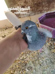  4 طواير للبيع