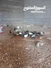  8 صوص جاج عمر شهر عدد 250 ل300