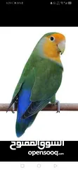  1 فراخ روز لزق اليدوي