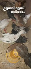  2 صيصان بلدي للبيع