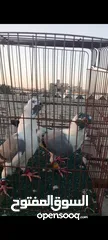  3 جوز فراخ اسطنابله  زرق وفرخ اسطنبولي احمر حبكين موجودات في الهاشمي الجنوبي