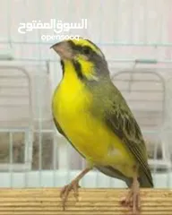  21 كوكتيل وحب وجنة و جولدن فينش وكنار وطفرات الفيشر باربلو وعندليب وكراون بلو ونابليون