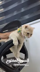 3 ذكر سكوتش شورت هير لون مميز