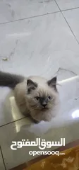  2 Himalayan Kitten For Adoption