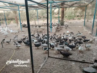  6 رومي/وزي/بط مصري للبيع