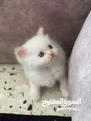  26 قطط للبيع نابلس