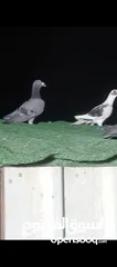  2 طيور حمام بسعر حرق