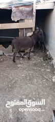  4 حمارات للبيع