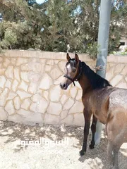  3 مهره عربيه بدون ورق
