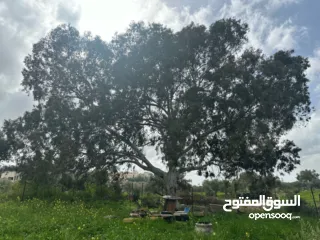  1 فرصة ذهبية للاستثمار أرض جبلية مميزة مسيجة .الفرصة بتيجي مرة وحده