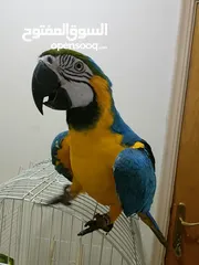  2 FULLY TAMED AND TALKING MACAW