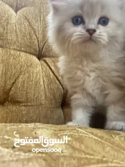  25 5 قطط مكس للبيع