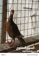  6 حمام نخب الماني جواز وفردات